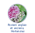 Rosiers anglais et anciens, Hortansias